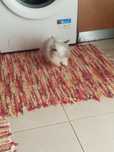Coelha teddy drewgs