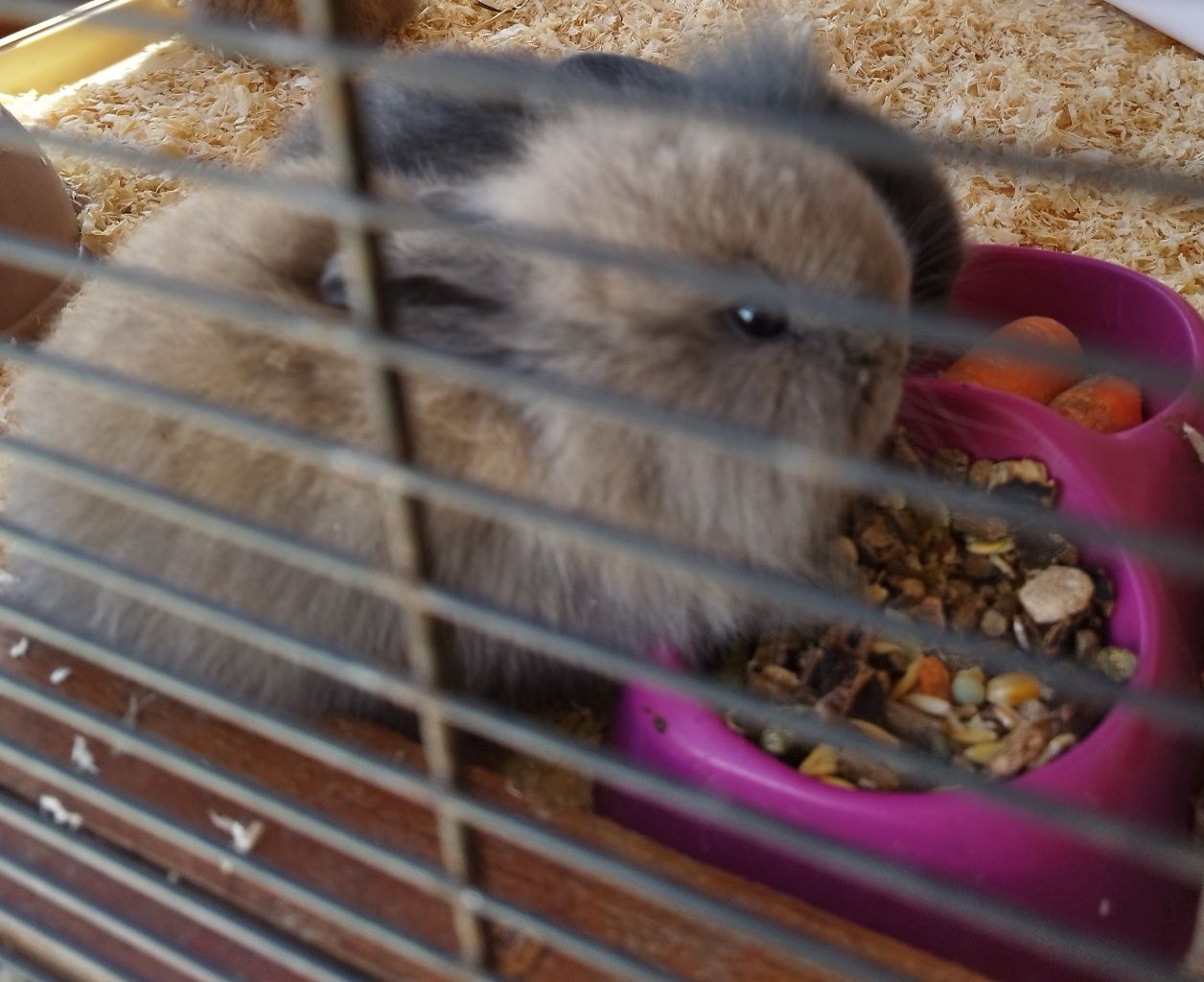 Coelhos estimação