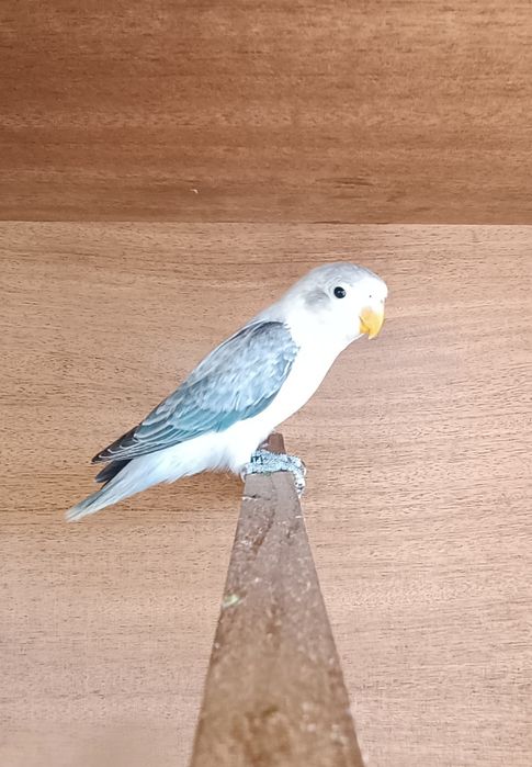 agapones para criar a mao