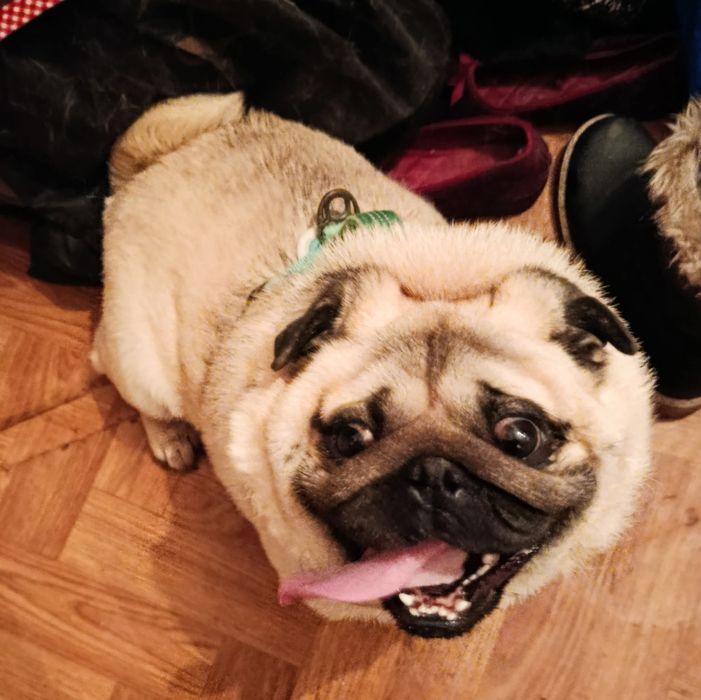 Жорік в добрі руки