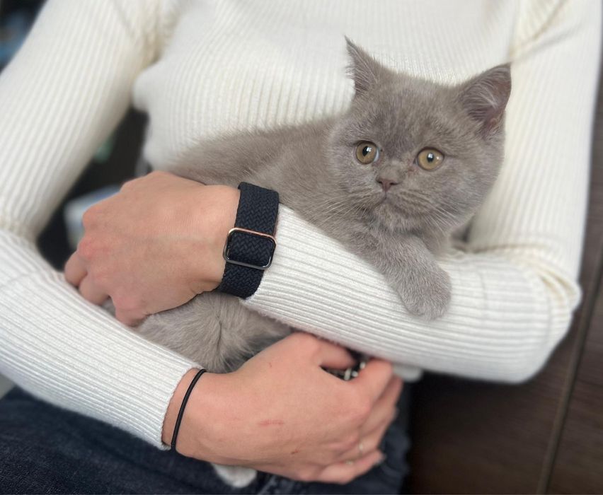 Pięknej urody Kotka Brytyjska z Rodowodem