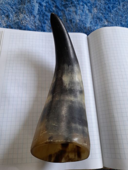 Рог животного настоящий