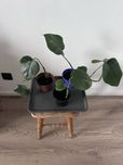 Monstera Variegata