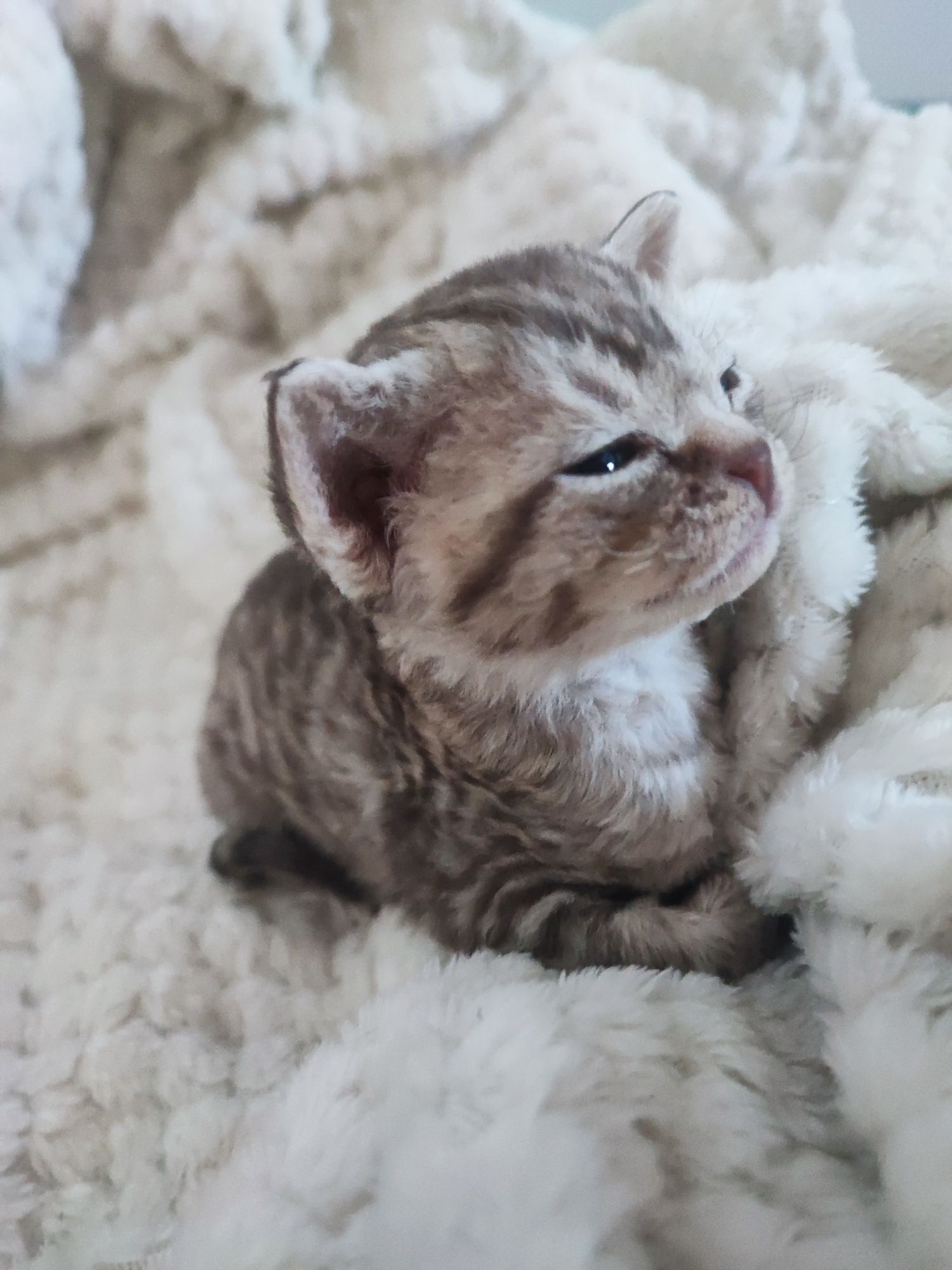 Kocurek Devon Rex