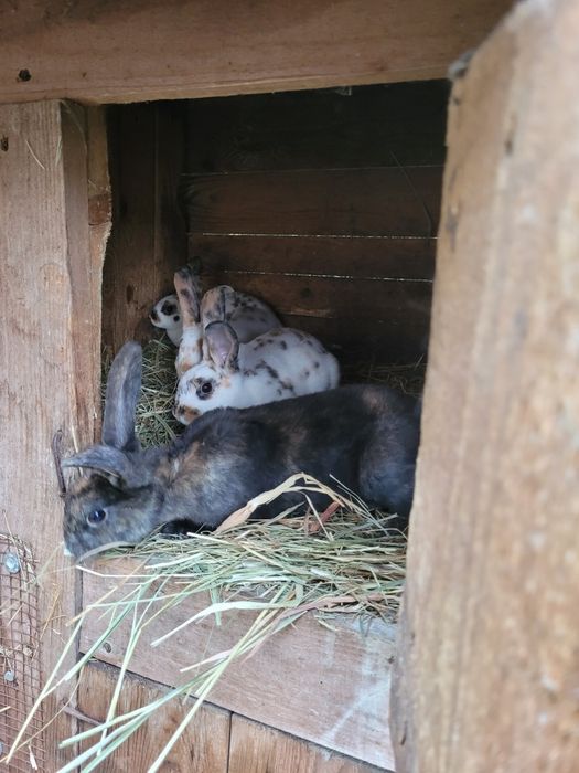 Króliki rex trójbarwny