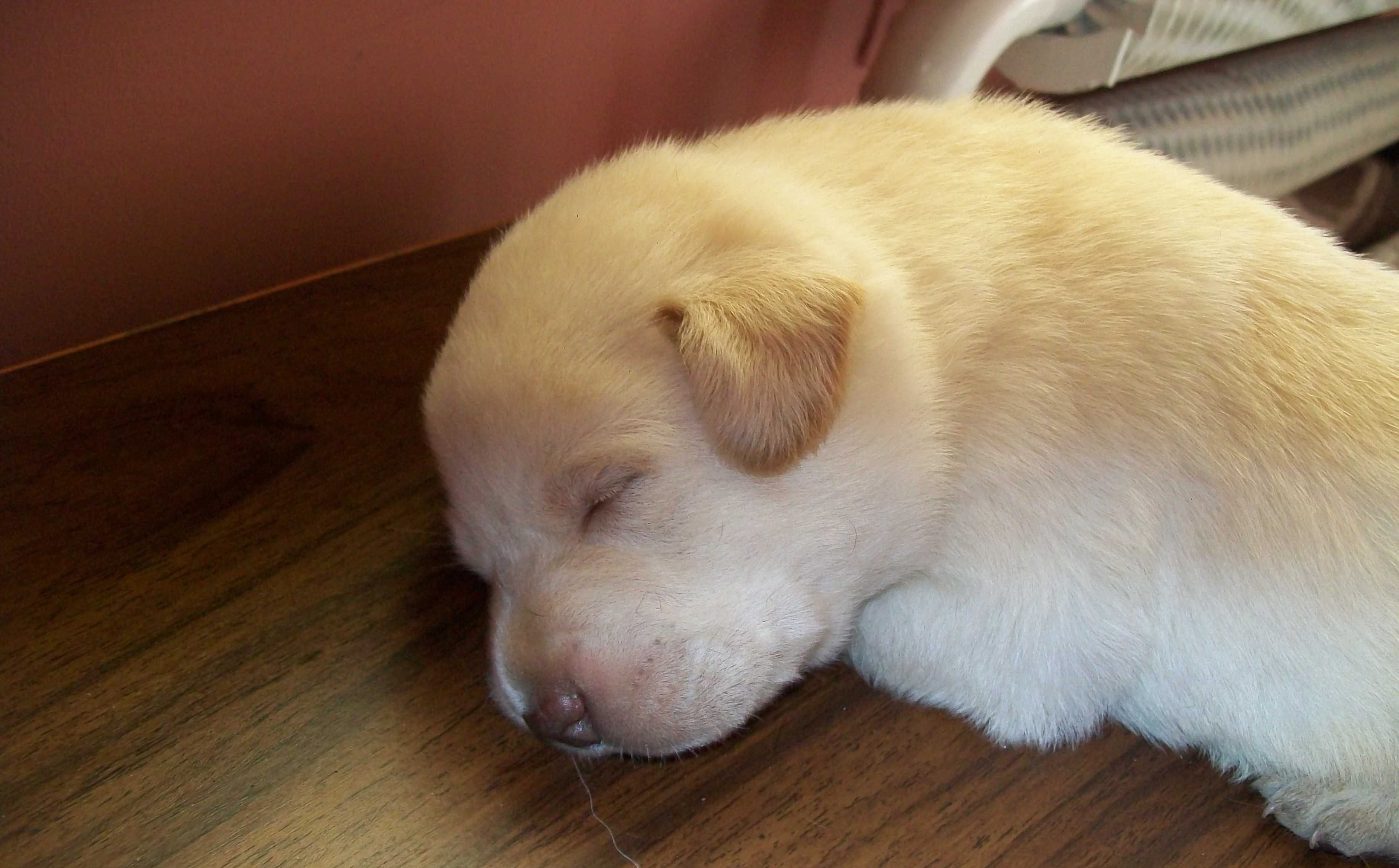 Pies Labrador retriever z Rodowodem