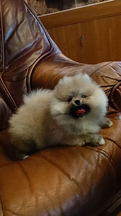 Szpic miniaturowy Pomeranian suczka