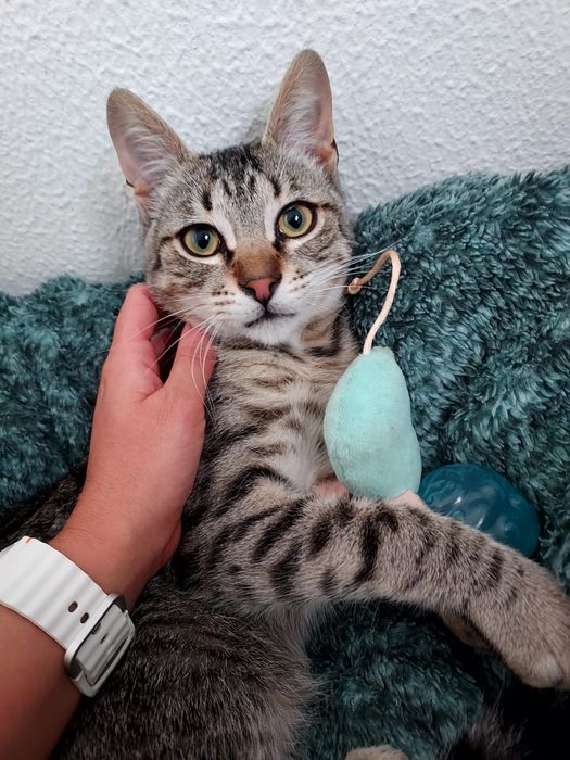 Gato meigo para adoção