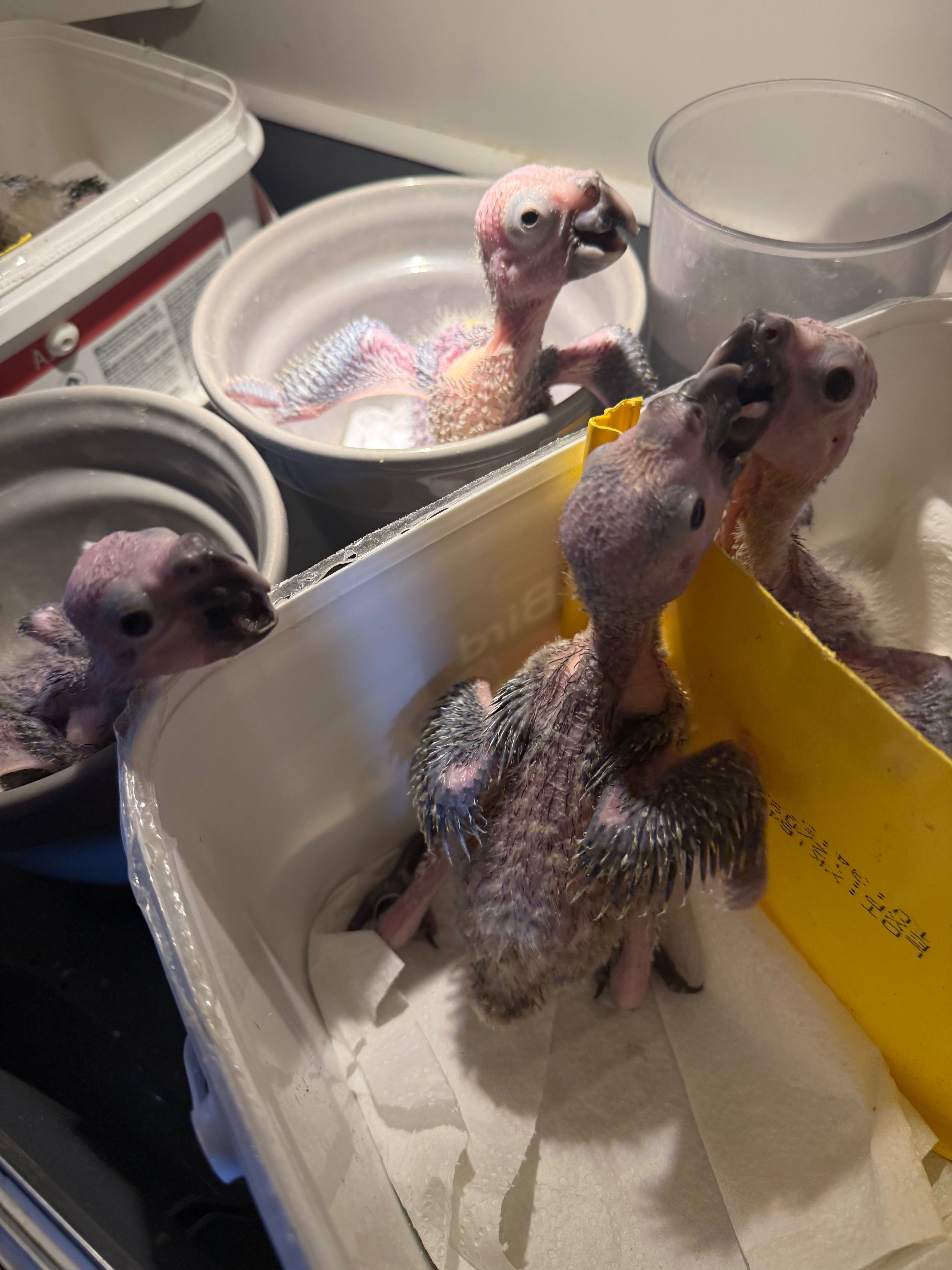 papagaios amazona aestiva