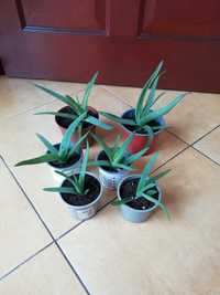 Aloes aloe vera sadzonki ukorzenione