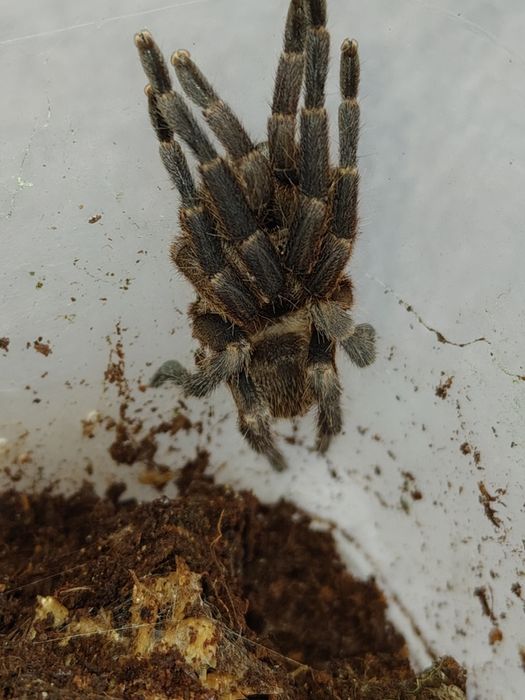 Euthycaelus colonica samica 2,5DC samica