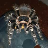 Acanthoscurria geniculata малыши л1 паук птицеед
