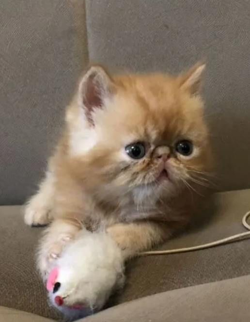 Очаровательные рыжие экзотические котята с документами! Котёнок!