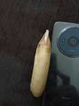 Dente de cachalote 80 euros