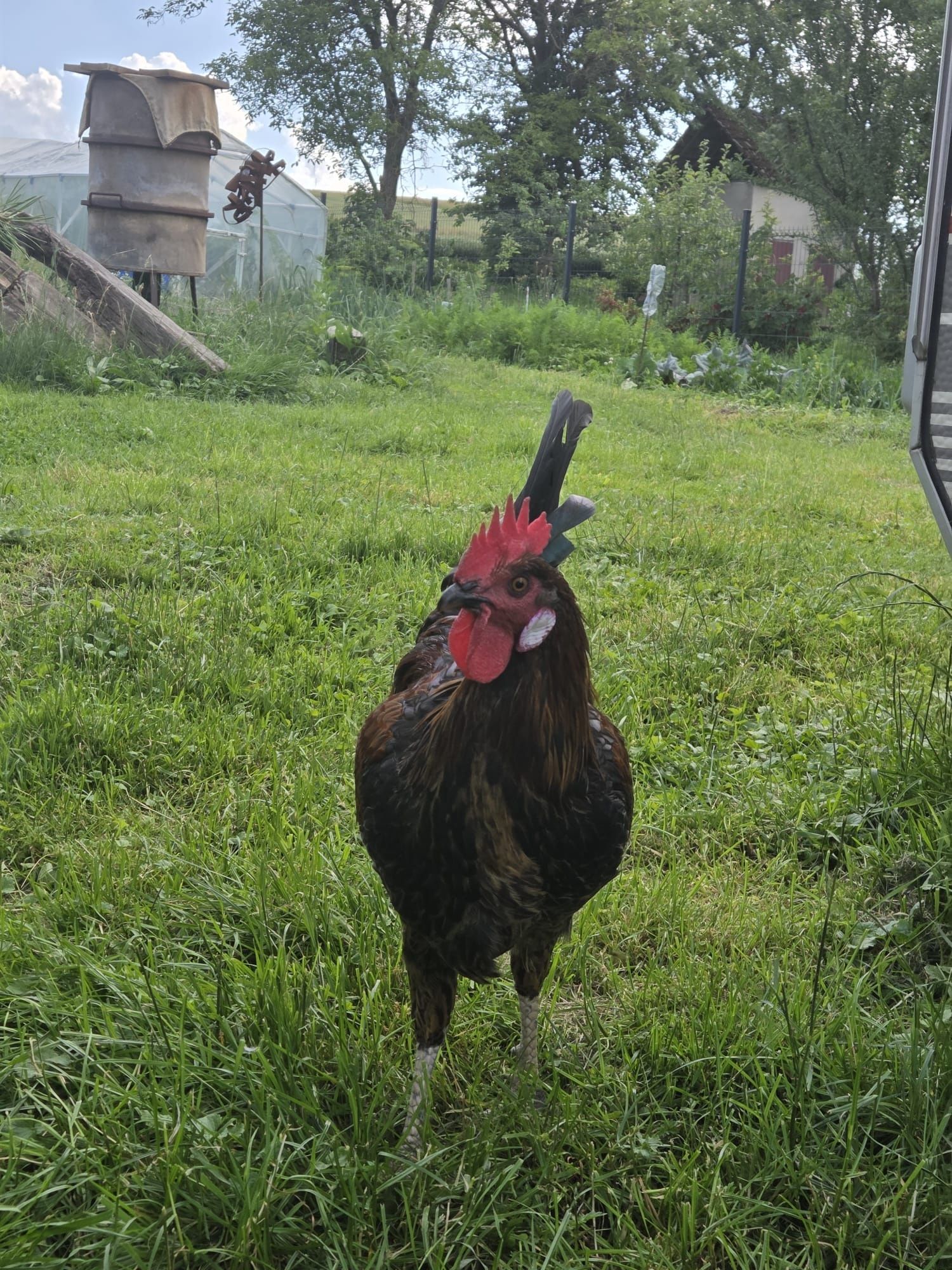 Roczny kogut czarny