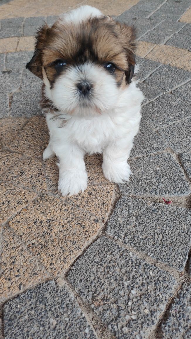 Shih tzu suczka szczenię