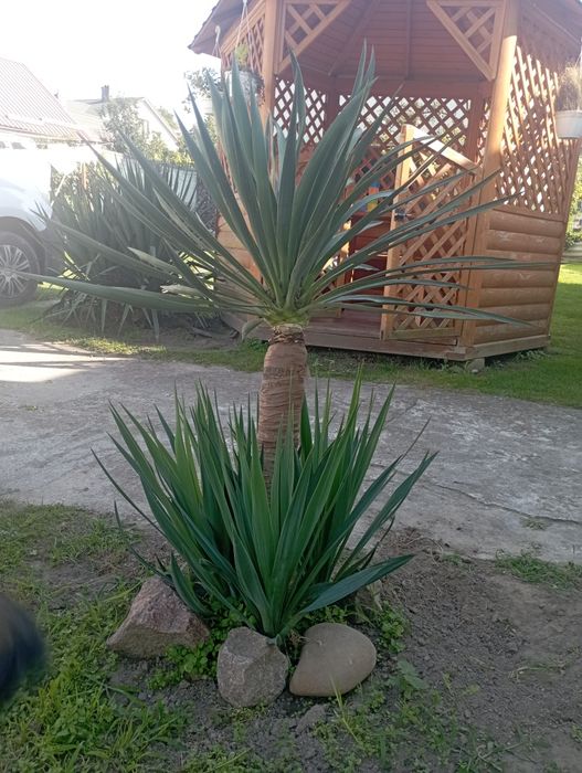 Продам саджанці деревовидної юки