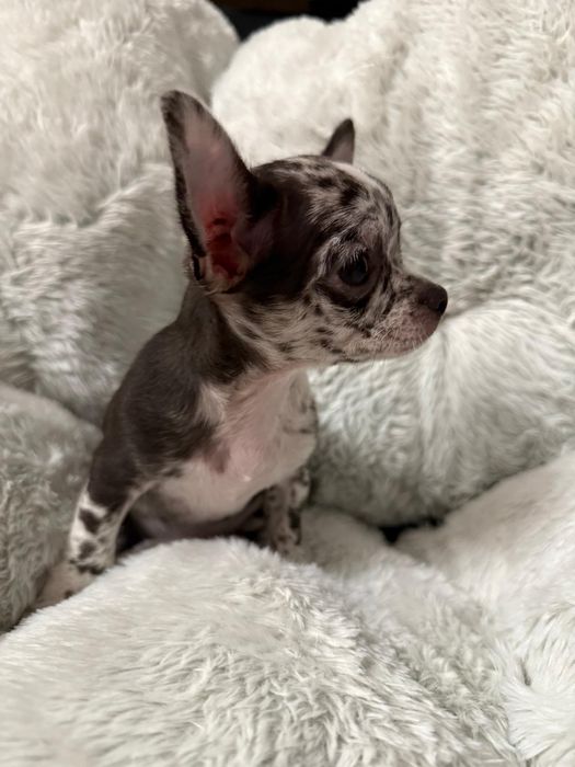 Cudny piesek Chichuahua Black/Brown merle