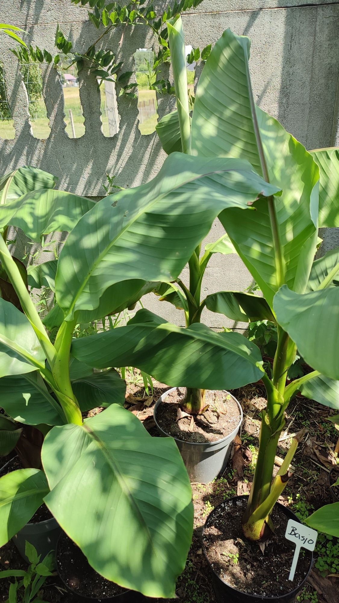 Bananowiec Musa Siam Ruby