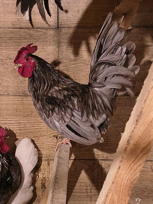 Sprzedam chabo z2025