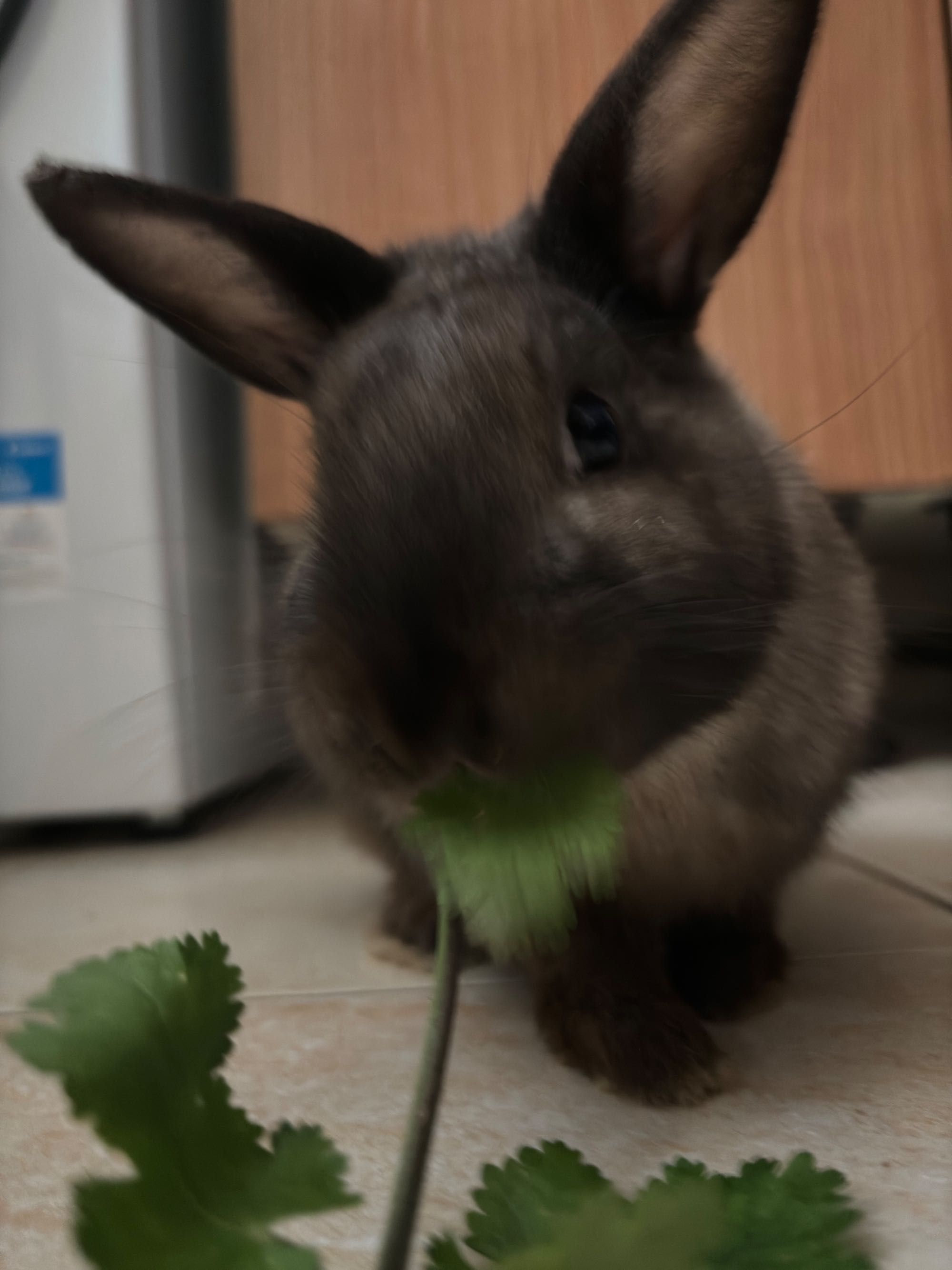 Coalho anão cerca de 5 meses