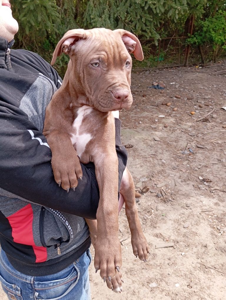 Szczeniak Pitbull terier