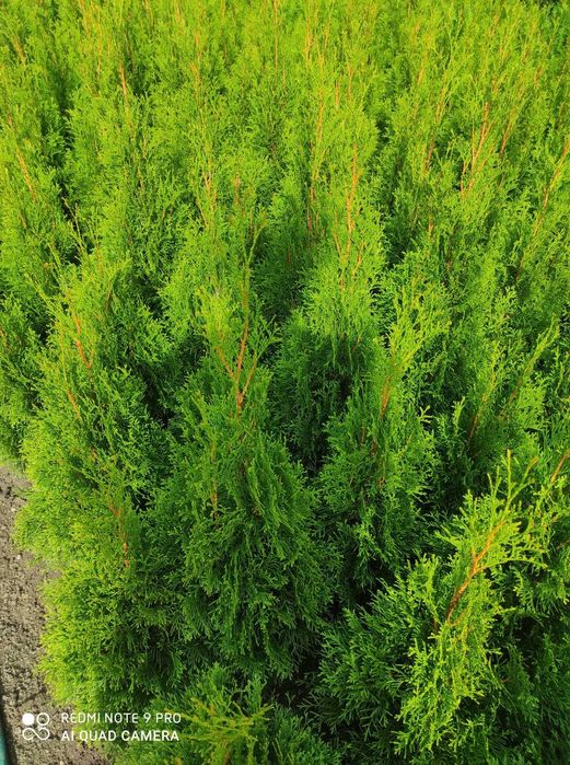 Tuja Szmaragd Produkt z Polski WYPRZEDAZ