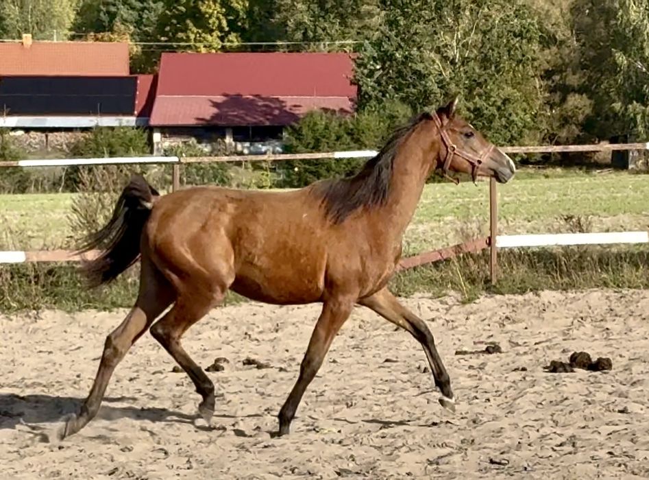 Klacz arabska -  Sanago / Wadis