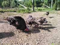 Ovos de peru sortido preto e malhado