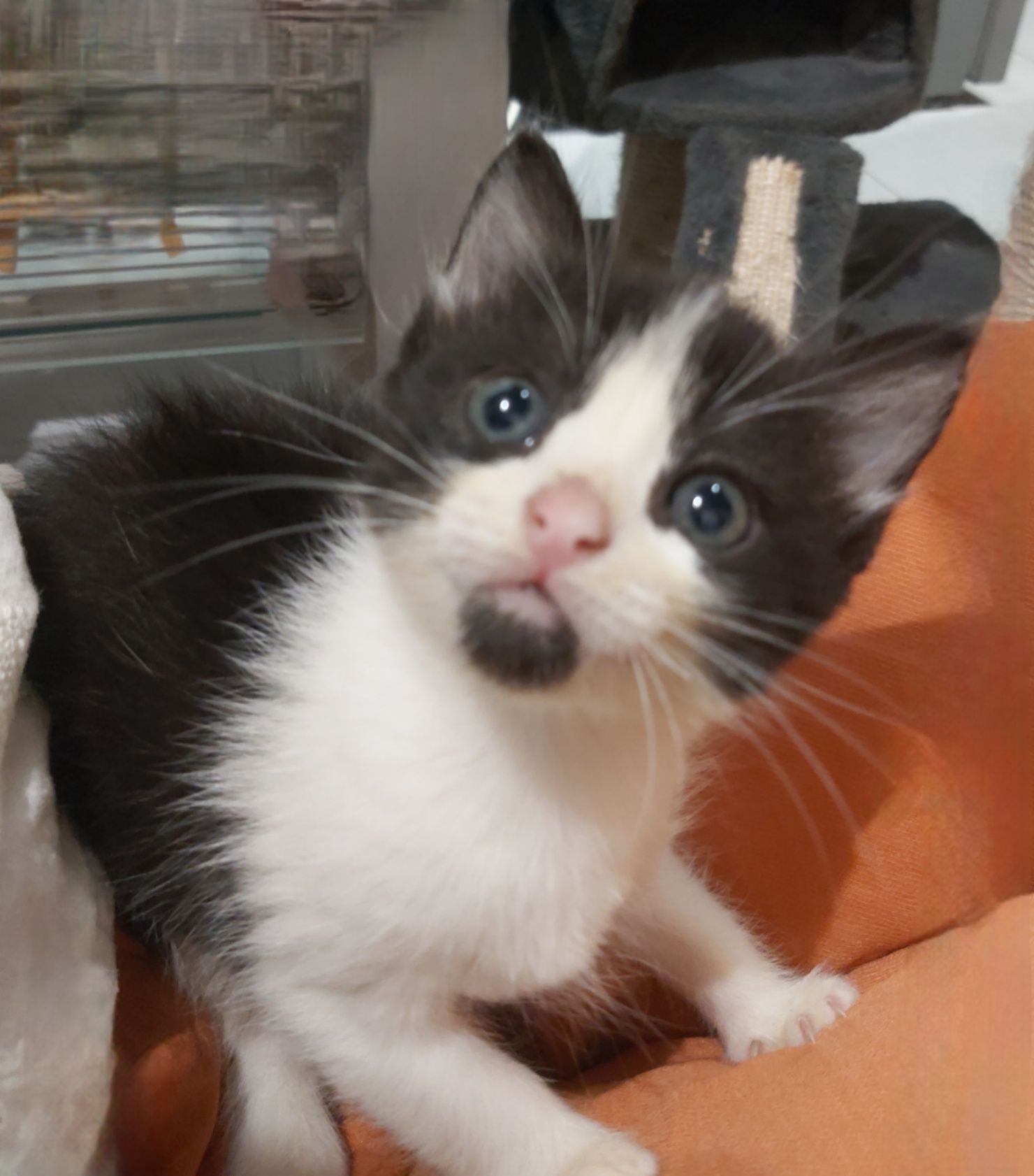 Gatinhos para Adoção Responsável