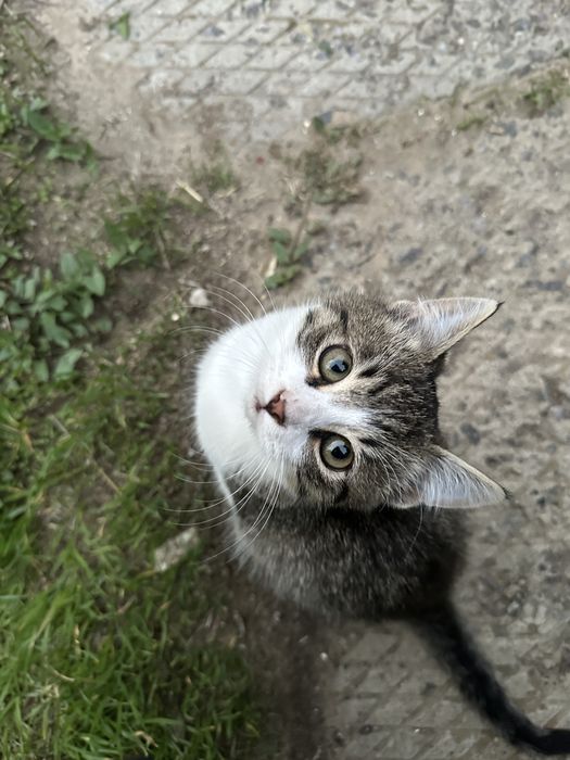 Срочно! Наймиліші грайливі кошенята, хлопик  та дівчинка 4 місяця!