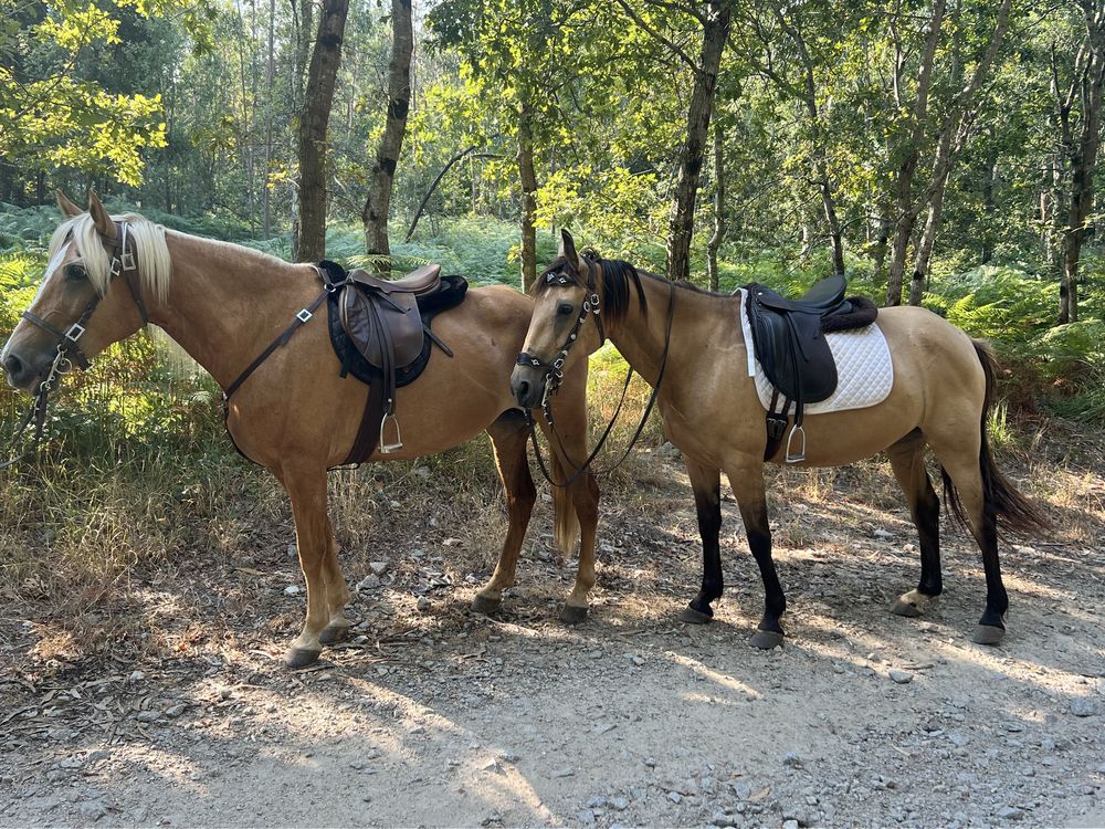 Passeios cavalo pela serra Canelas