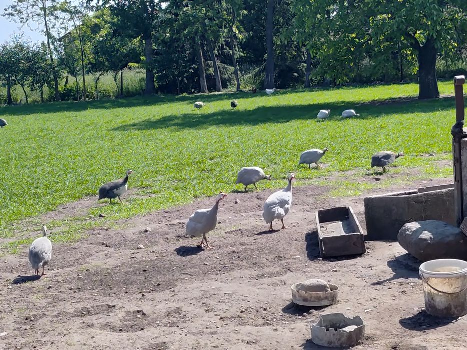 Sprzedam perliki i kaczki staropolskie