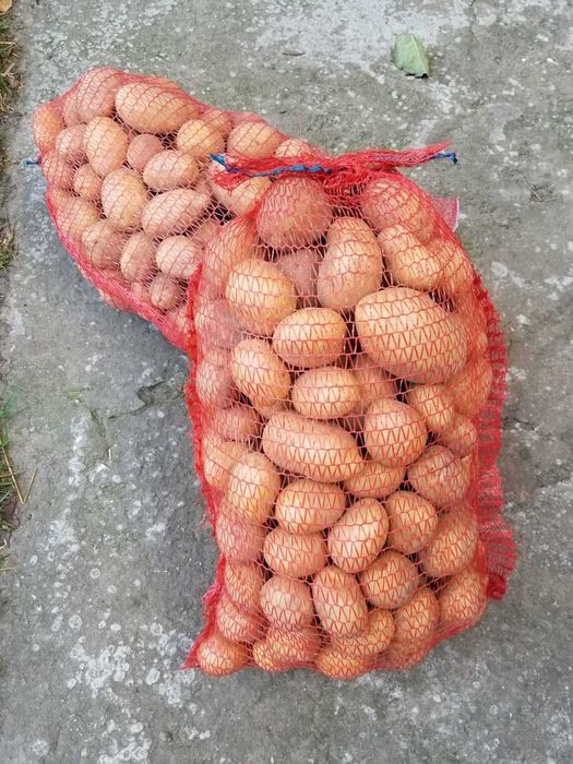 Ziemniaki Bellarosa oraz Soraya