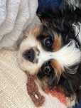 Cavalier king charles spaniel fci tricolor