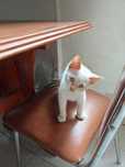 Dao se duas gatas mãe e filha