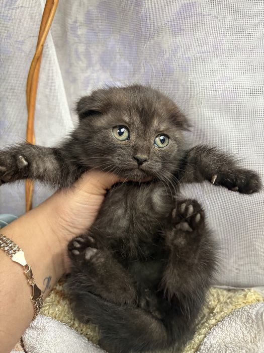 Кошенята від висловушки