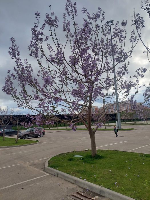 Декоративна Павловнія Shan Tong. Павловния ширина стовбура 1см