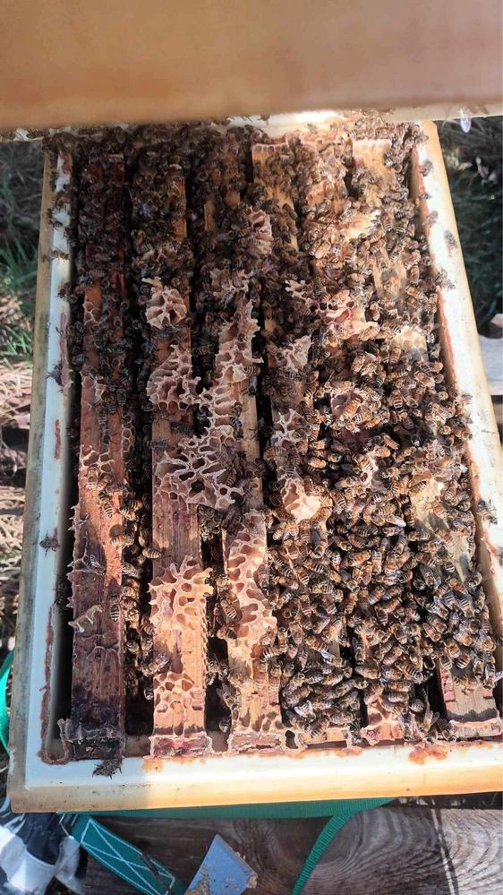 odkłady pszczele 5 ramkowe wielkopolskie