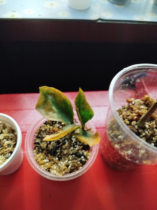 Zamiokulkas lucky whitte