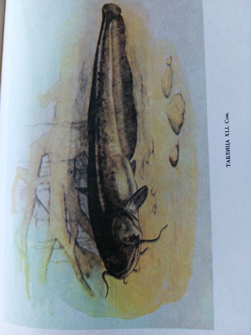 Книжка про рибальство і всі риби