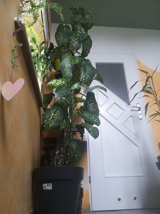 Dieffenbachia duży kwiatek 2.30cm