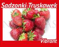 SADZONKI TRUSKAWEK VIBRANT – Silne, Zdrowe od Niewczas Szkółka