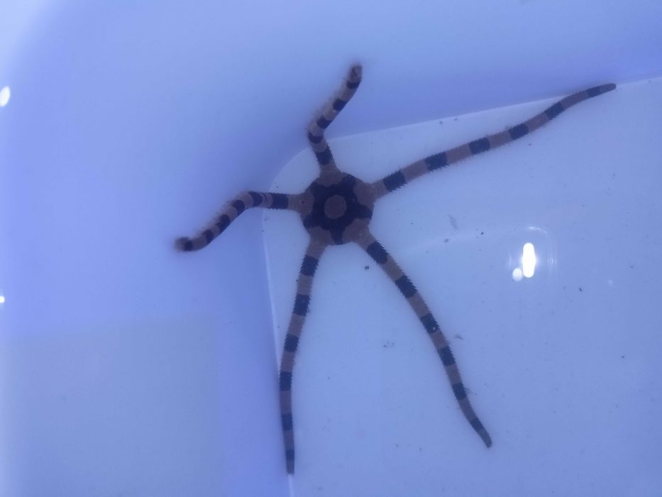 Ophiolepis superba  wężowidło morskie