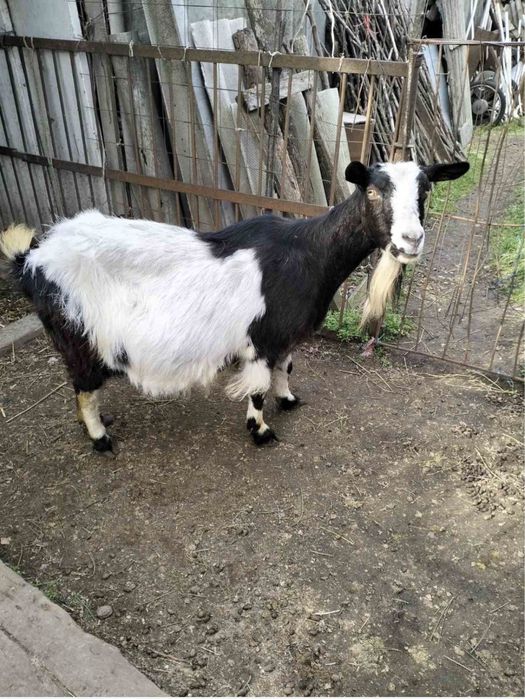 Продам козу.                      .