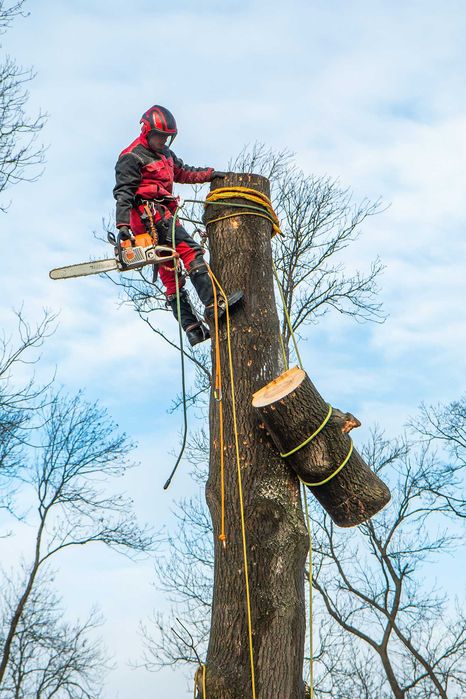 Wycinka pielęgnacja drzew, wycinanie, przycinanie, czyszczenie działek