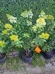 Hortensja bukietowa vanille fraise