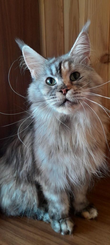 Кошка окраса черепашка