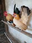 Galinhas raça Serama/Ovos