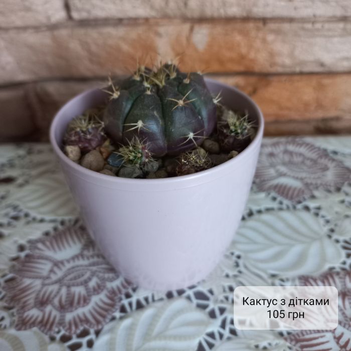 Фікус, каланхоє, сансев'єрія та інші вазони